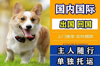 北海市宠物托运公司北海市宠物托运公司北海市宠物托运公司