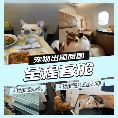 北海市宠物托运到白俄罗斯宠物入境规定和要求